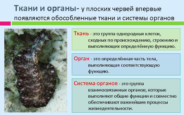 Ткани и органы- у плоских червей впервые появляются обособленные ткани и системы органов Ткань