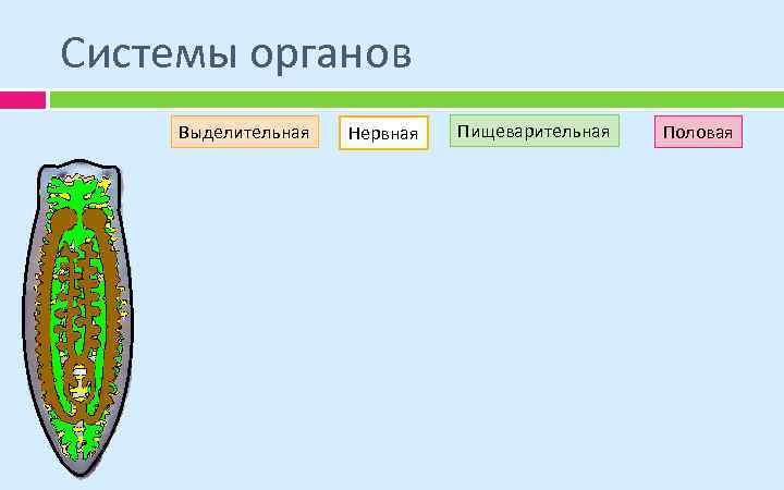 Системы органов Выделительная Нервная Пищеварительная Половая 