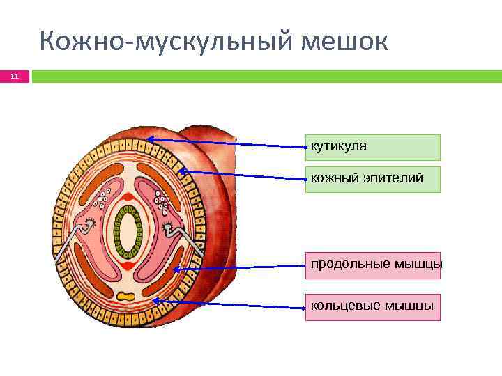 Стенка тела кольчатых червей представлена кожно мускульным мешком