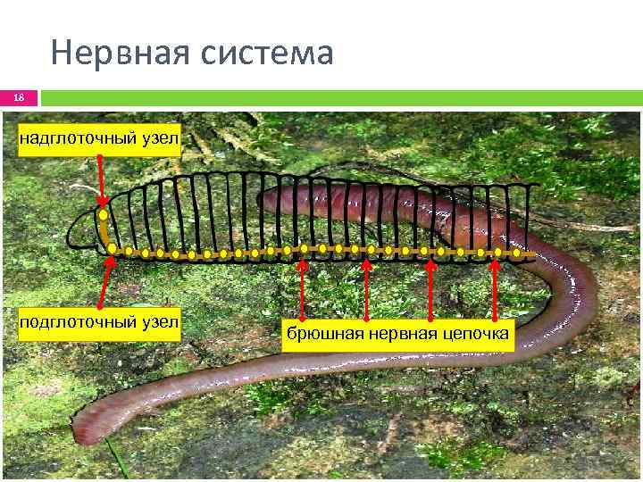 Нервная система 18 надглоточный узел подглоточный узел брюшная нервная цепочка 