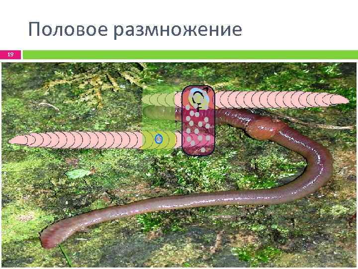 Половое размножение 19 