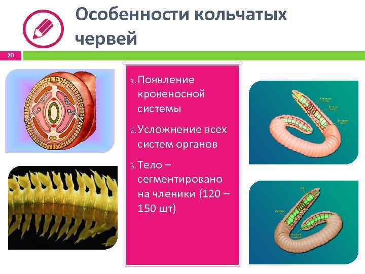 Особенности кольчатых червей 20 1. 2. 3. Появление кровеносной системы Усложнение всех систем органов