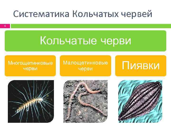 Систематика Кольчатых червей 4 Кольчатые черви Многощетинковые черви Малощетинковые черви Пиявки 