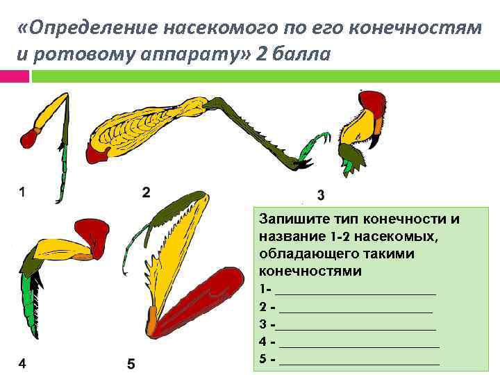 Конечности насекомых. Типы конечностей. Разнообразие конечностей насекомых. Конечности насекомых таблица. Бегательные конечности насекомых примеры.