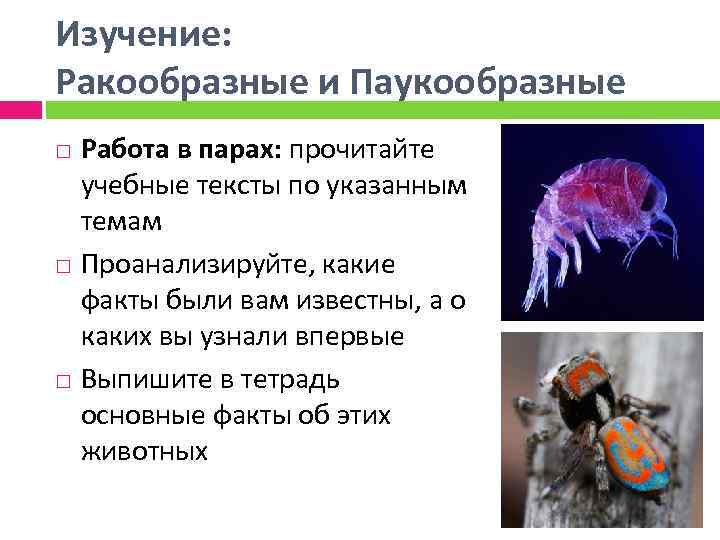 Изучение: Ракообразные и Паукообразные Работа в парах: прочитайте учебные тексты по указанным темам Проанализируйте,