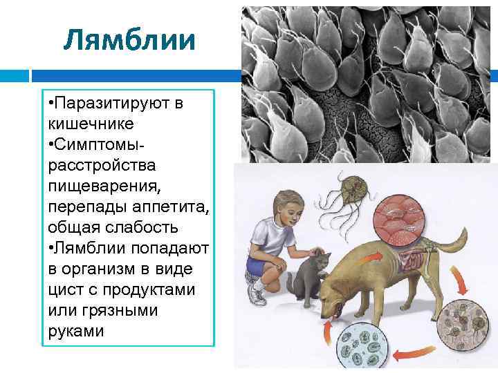 Лямблии • Паразитируют в кишечнике • Симптомырасстройства пищеварения, перепады аппетита, общая слабость • Лямблии