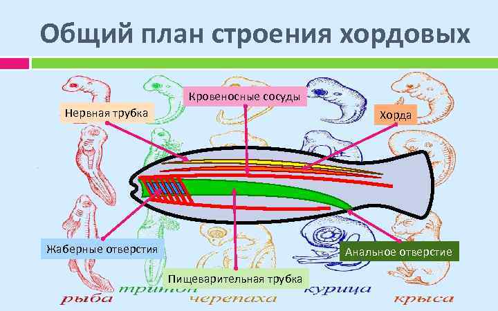 Общий план строения хордовых Кровеносные сосуды Нервная трубка Хорда Жаберные отверстия Анальное отверстие Пищеварительная