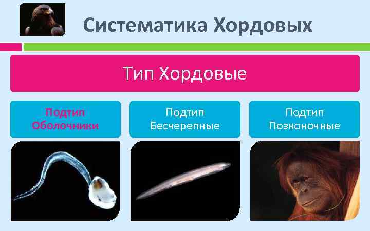 Систематика Хордовых Тип Хордовые Подтип Оболочники Подтип Бесчерепные Подтип Позвоночные 