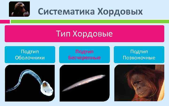 Систематика Хордовых Тип Хордовые Подтип Оболочники Подтип Бесчерепные Подтип Позвоночные 