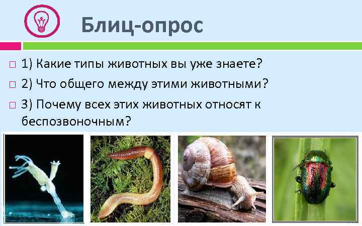 Блиц-опрос 1) Какие типы животных вы уже знаете? 2) Что общего между этими животными?