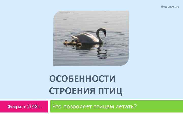 Позвоночные ОСОБЕННОСТИ СТРОЕНИЯ ПТИЦ Февраль 2018 г. Что позволяет птицам летать? 