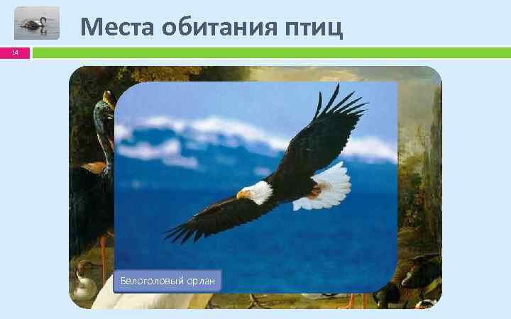 Места обитания птиц 14 Глухарь Птица-секретарь Белоголовый орлан Императорские пингвины 