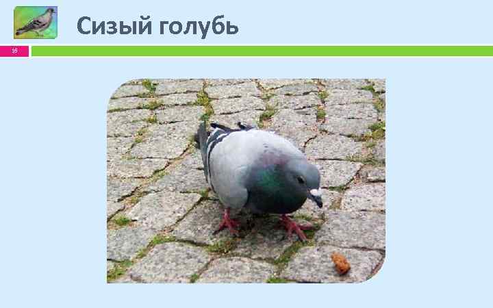 Сизый голубь 16 