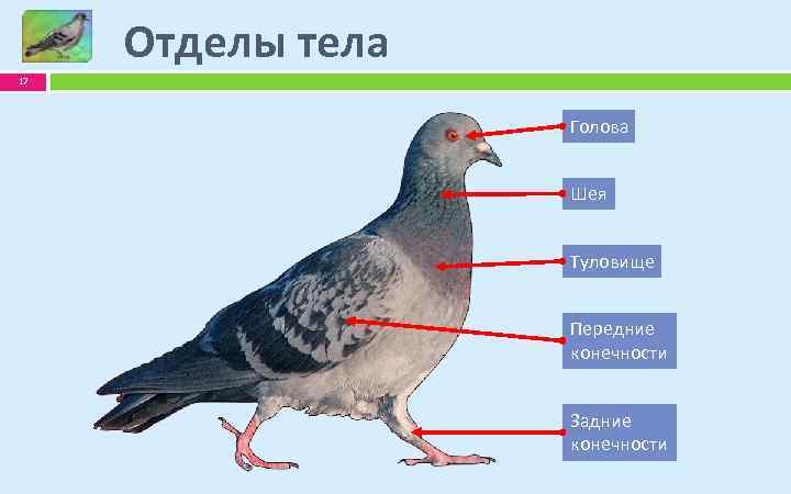 Отделы тела 17 Голова Шея Туловище Передние конечности Задние конечности 