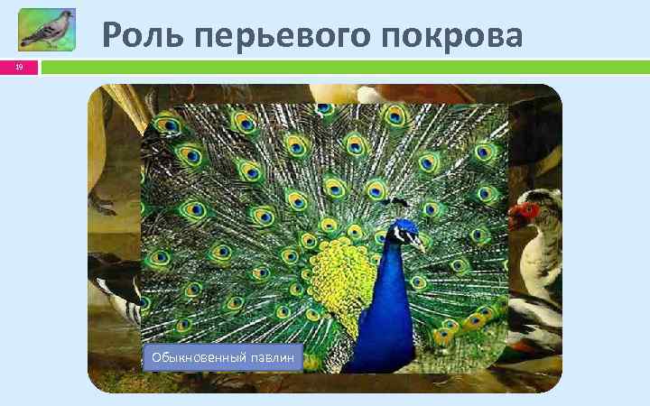 Роль перьевого покрова 19 Ушастая сова козодой Обыкновенный павлин Галапагосский альбатрос 