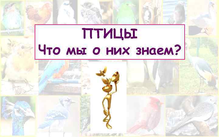 ПТИЦЫ Что мы о них знаем? Февраль 2018 г. 