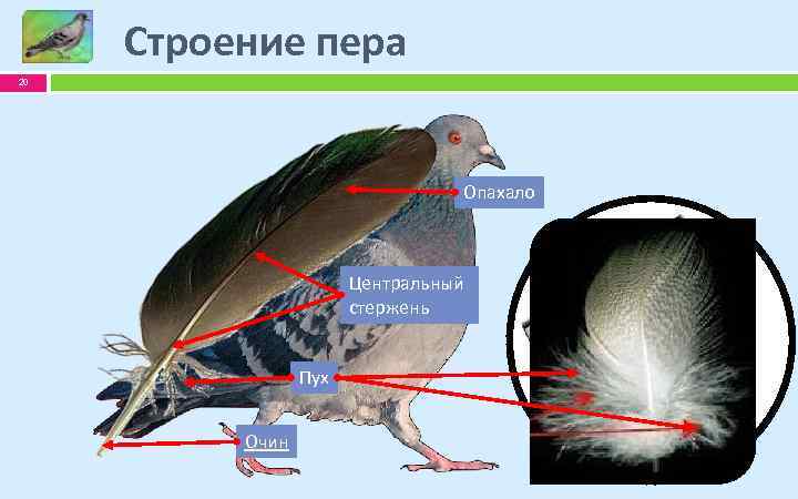 Строение пера 20 Опахало Центральный стержень Пух Очин 
