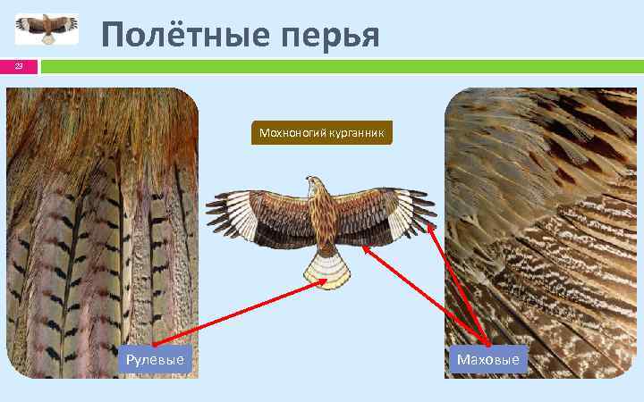 Полётные перья 23 Мохноногий курганник Рулевые Маховые 