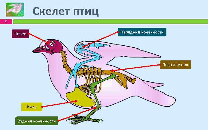 Скелет птиц 27 Передние конечности Череп Позвоночник Киль Задние конечности 