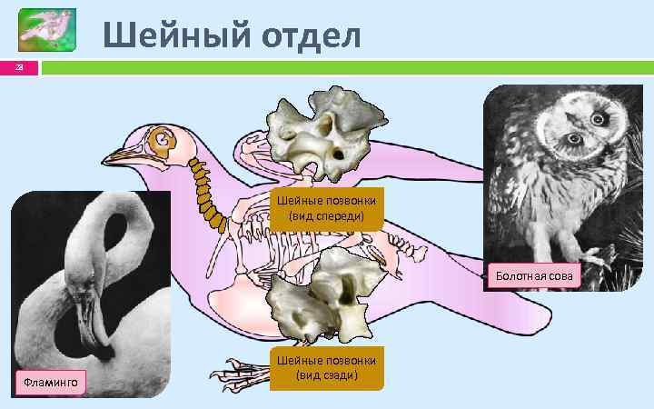 Шейный отдел 28 Шейные позвонки (вид спереди) Болотная сова Фламинго Шейные позвонки (вид сзади)