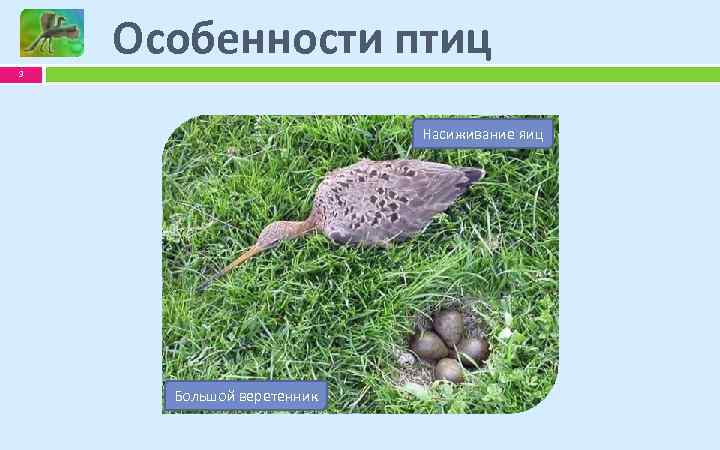 Особенности птиц 3 Клюв Крылья Насиживание яиц Оперение Белоголовый орлан Капский буревестник Большой веретенник