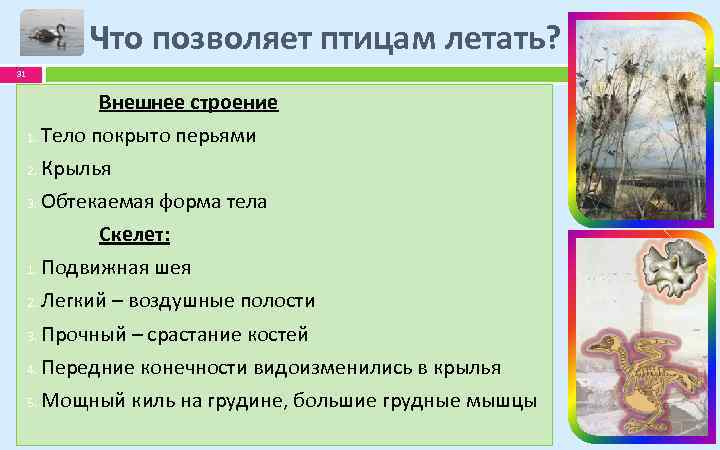 Что позволяет птицам летать? 31 Внешнее строение 1. Тело покрыто перьями 2. Крылья 3.