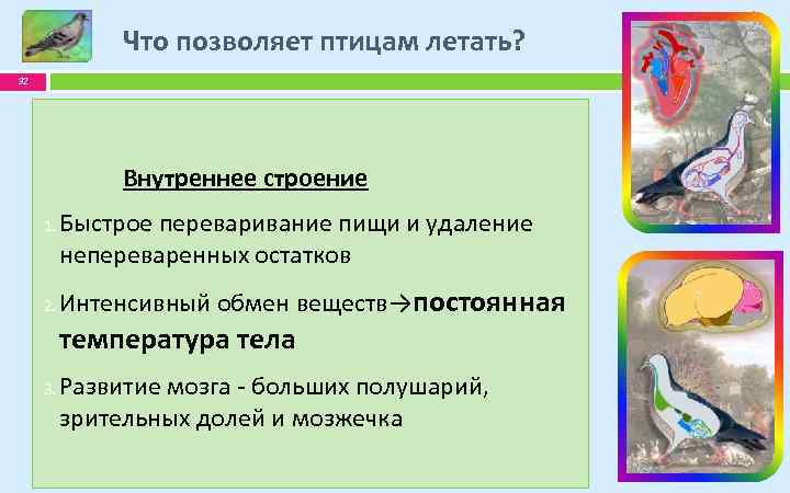 Что позволяет птицам летать? 32 Внутреннее строение 1. 2. Быстрое переваривание пищи и удаление