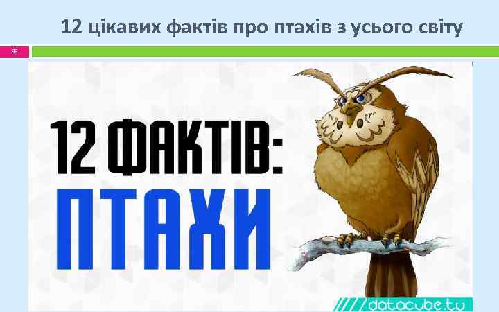 12 цікавих фактів про птахів з усього світу 33 
