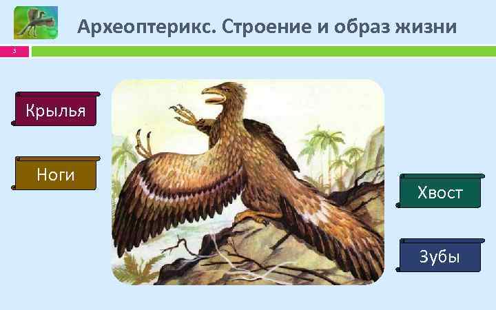 Археоптерикс. Строение и образ жизни 5 Крылья Ноги Хвост Зубы 
