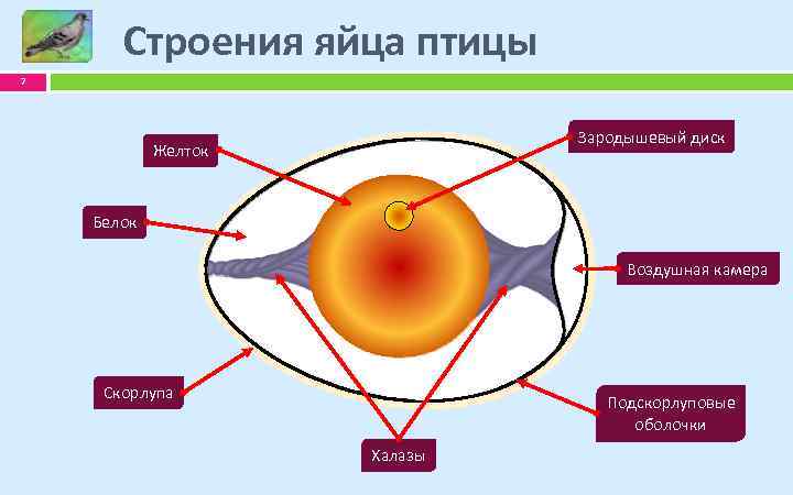Строения яйца птицы 7 Зародышевый диск Желток Белок Воздушная камера Скорлупа Подскорлуповые оболочки Халазы