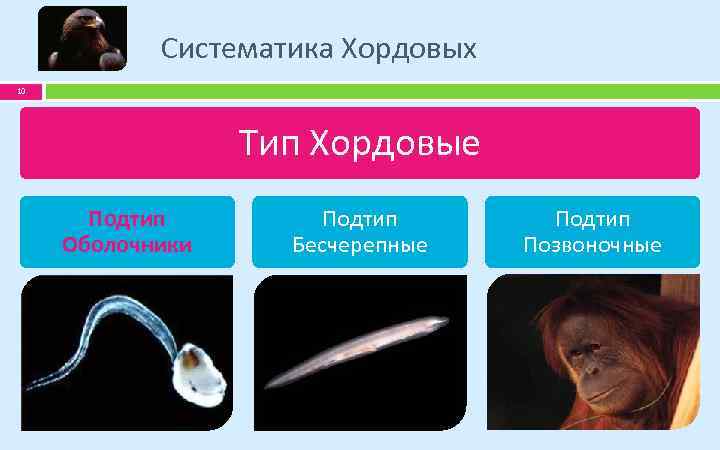 Систематика Хордовых 10 Тип Хордовые Подтип Оболочники Подтип Бесчерепные Подтип Позвоночные 