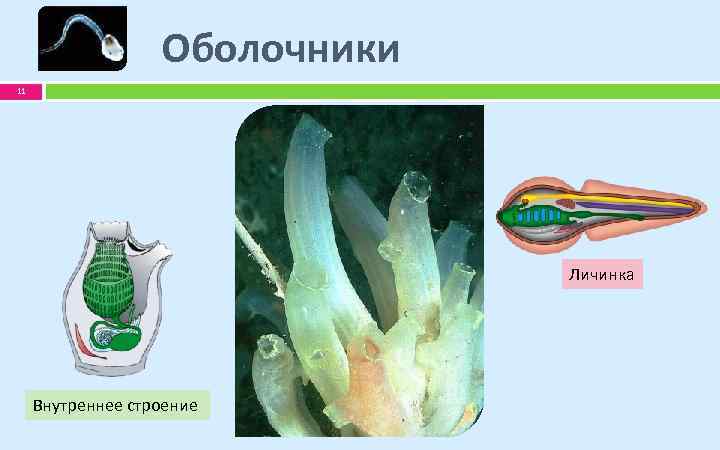 Оболочники 11 Личинка Внутреннее строение 