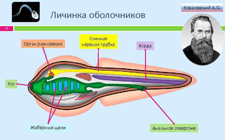 Личинка оболочников Ковалевский А. О. 13 Орган равновесия Спинная нервная трубка Хорда Рот Жаберные