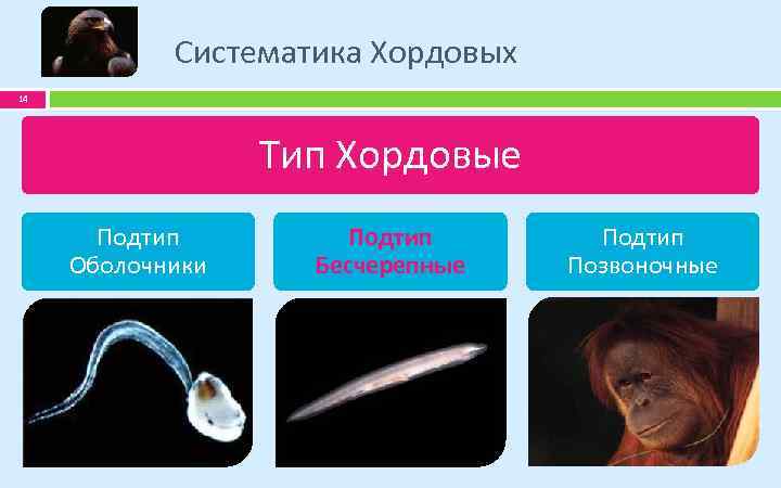Систематика Хордовых 14 Тип Хордовые Подтип Оболочники Подтип Бесчерепные Подтип Позвоночные 
