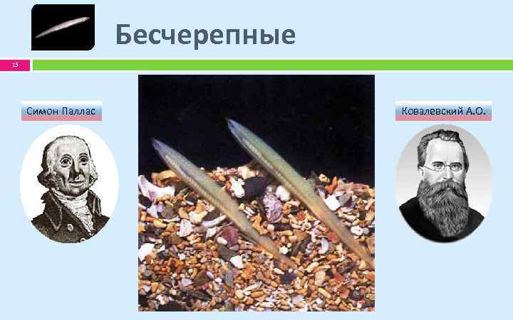 Бесчерепные 15 Симон Паллас Ковалевский А. О. 