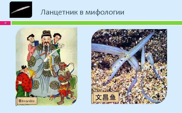 Ланцетник в мифологии 16 Вэньчан 文昌鱼 