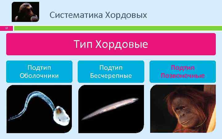 Систематика Хордовых 17 Тип Хордовые Подтип Оболочники Подтип Бесчерепные Подтип Позвоночные 