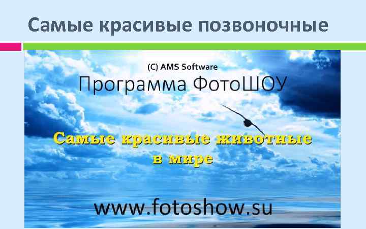 Самые красивые позвоночные 