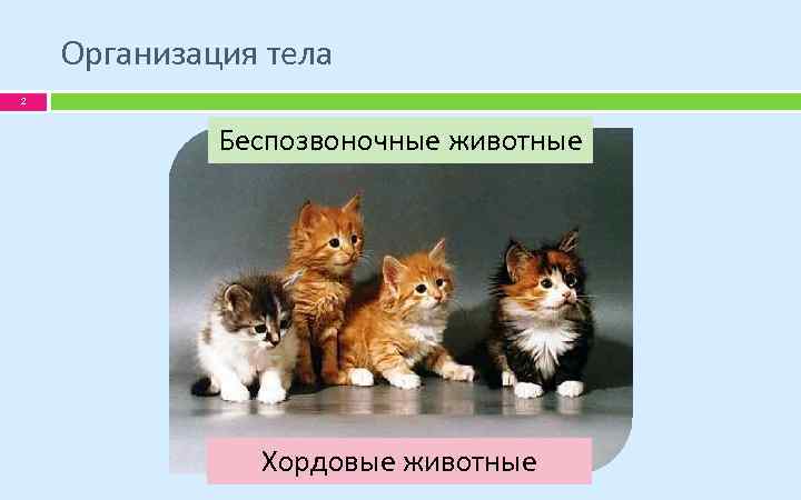 Организация тела 2 Беспозвоночные животные Хордовые животные 