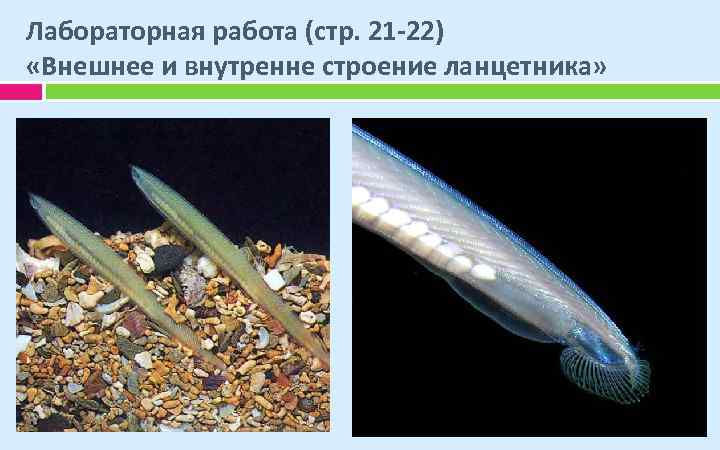 Лабораторная работа (стр. 21 -22) «Внешнее и внутренне строение ланцетника» 