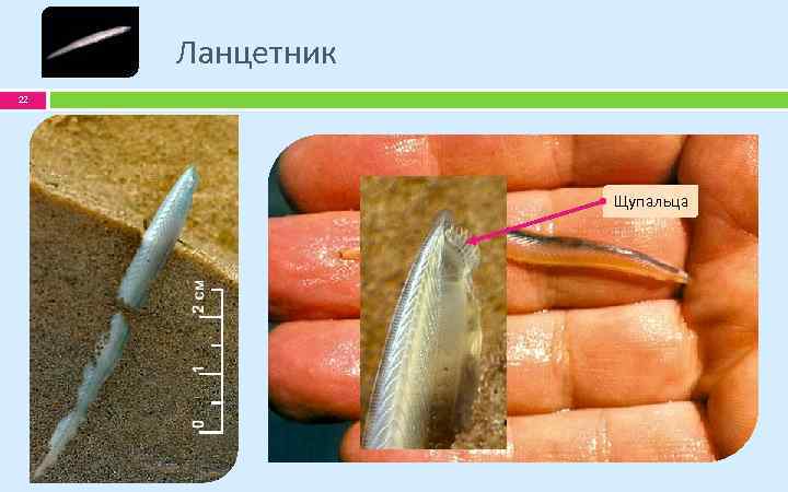 Ланцетник 22 Щупальца 