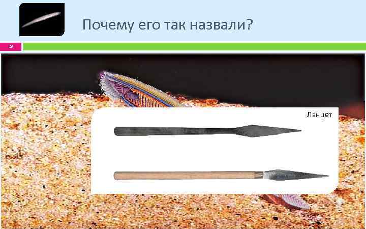 Почему его так назвали? 23 Ланцет 