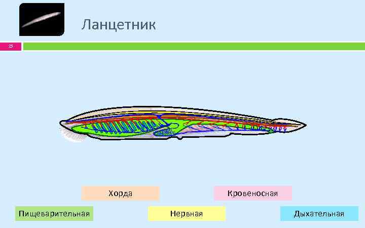 Схема строения ланцетника