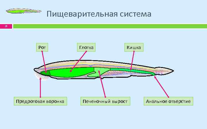 Пищеварительная система 26 Рот Предротовая воронка Глотка Кишка Печеночный вырост Анальное отверстие 