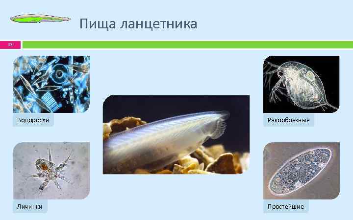 Пища ланцетника 27 Водоросли Ракообразные Личинки Простейшие 