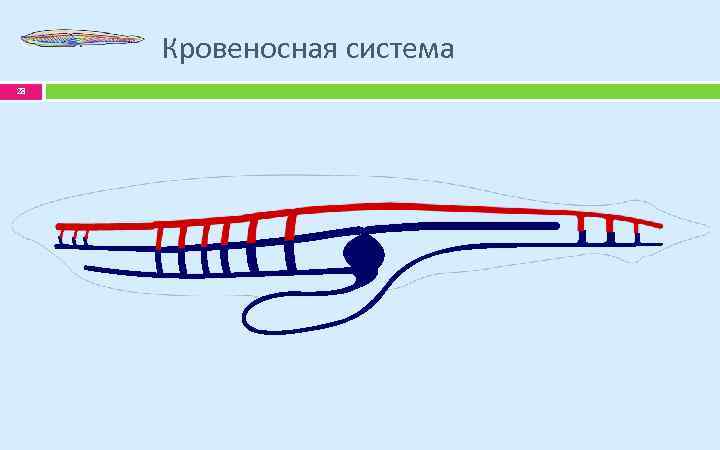 Кровеносная система 28 