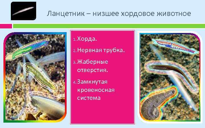 Ланцетник – низшее хордовое животное 1. Хорда. 2. Нервная трубка. 3. 4. Жаберные отверстия.