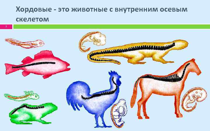Хордовые - это животные с внутренним осевым скелетом 7 