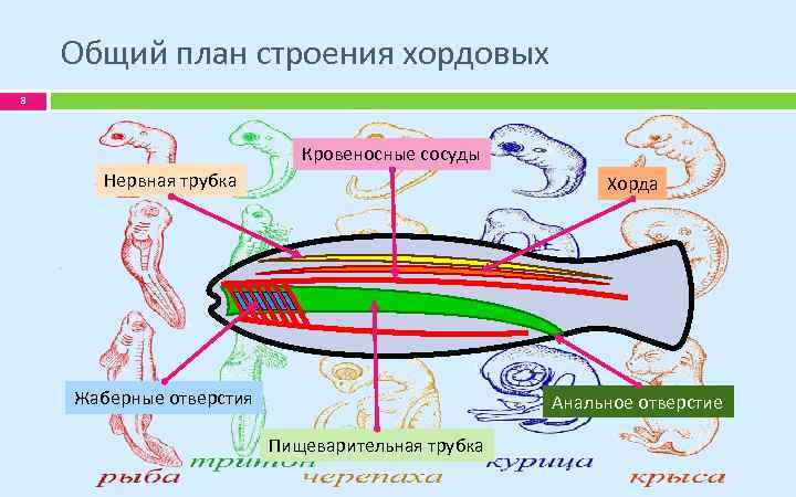Общий план строения хордовых 8 Кровеносные сосуды Нервная трубка Хорда Жаберные отверстия Анальное отверстие