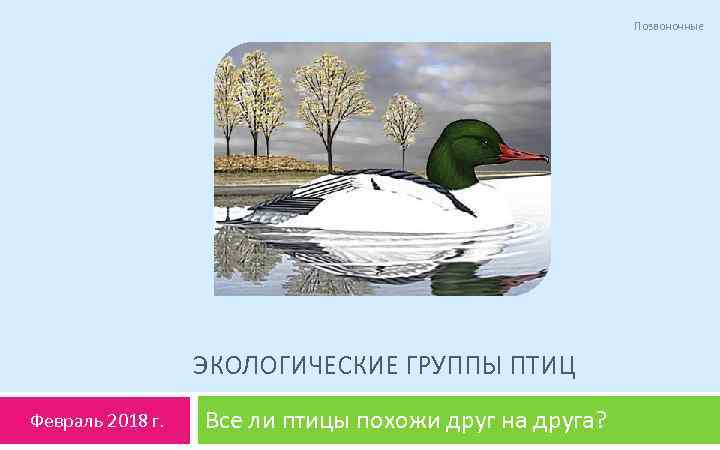 Позвоночные ЭКОЛОГИЧЕСКИЕ ГРУППЫ ПТИЦ Февраль 2018 г. Все ли птицы похожи друг на друга?